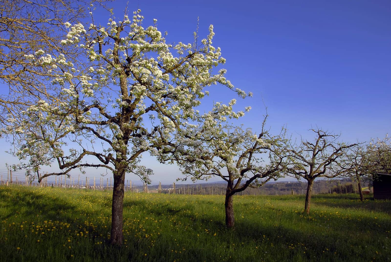 Spring
