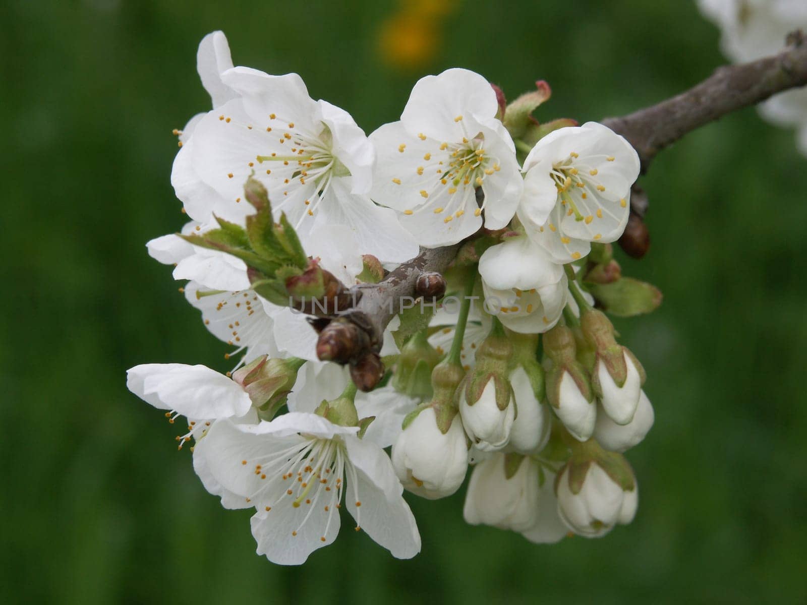 Cherry Tree Blossoms 1