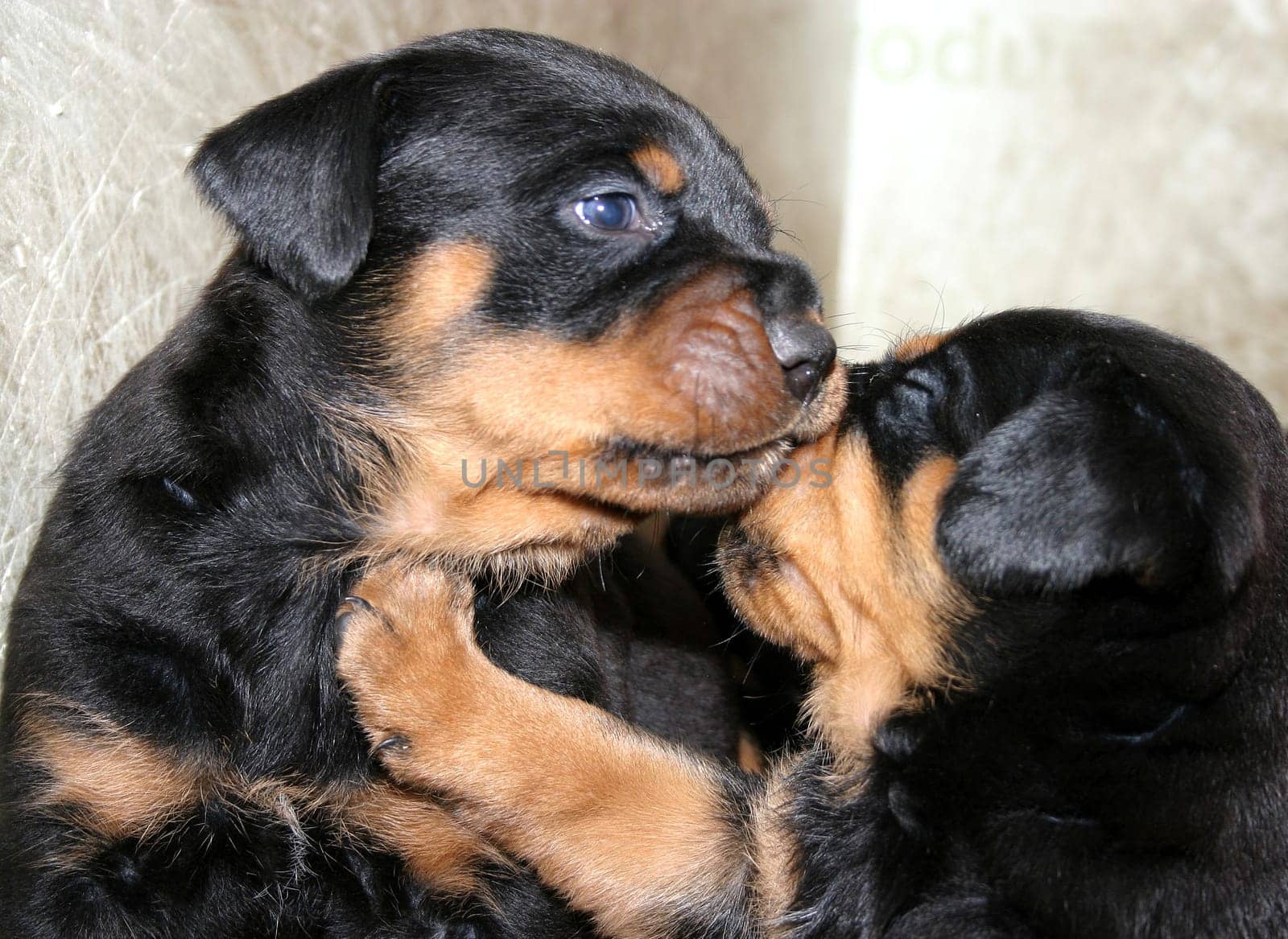 Rottweiler Babies - 4 weeks old - 02