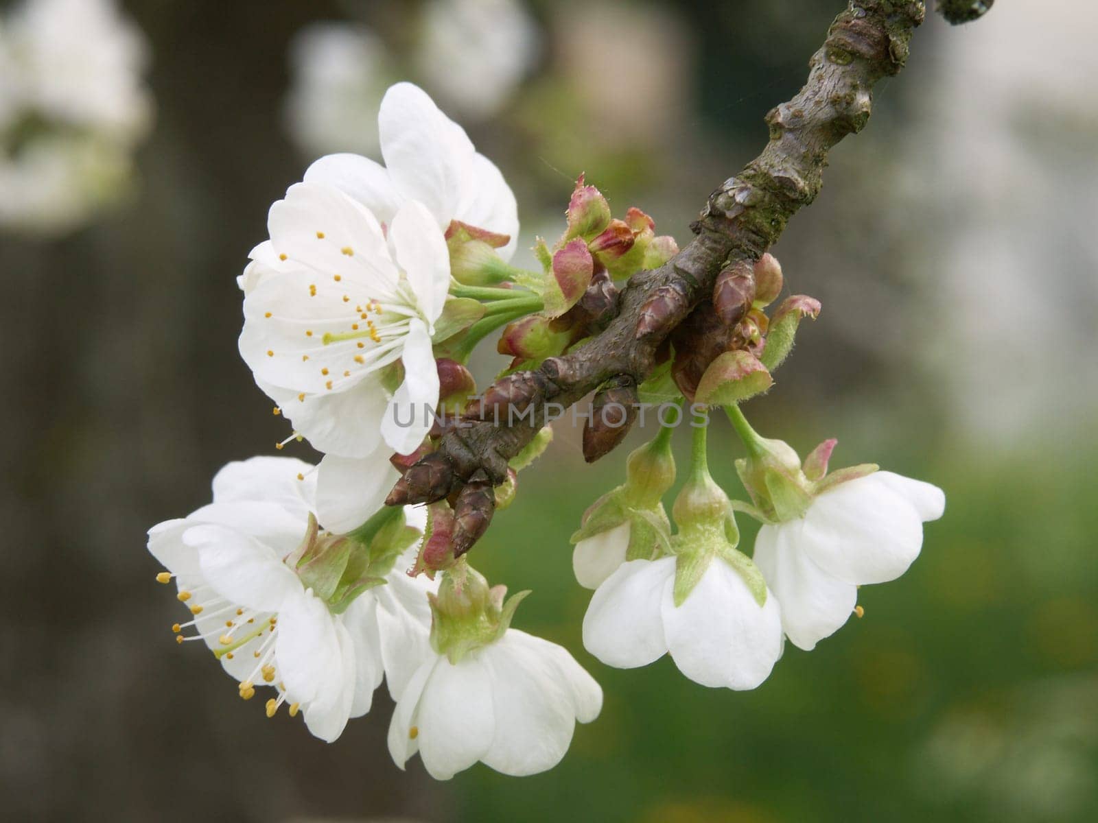 Cherry blossoms 4