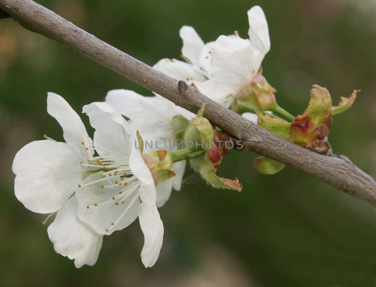 Cherry Tree Blossoms 2