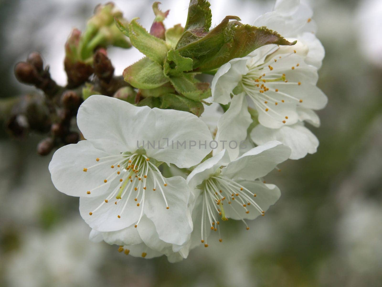 Cherry Tree Blossoms 3