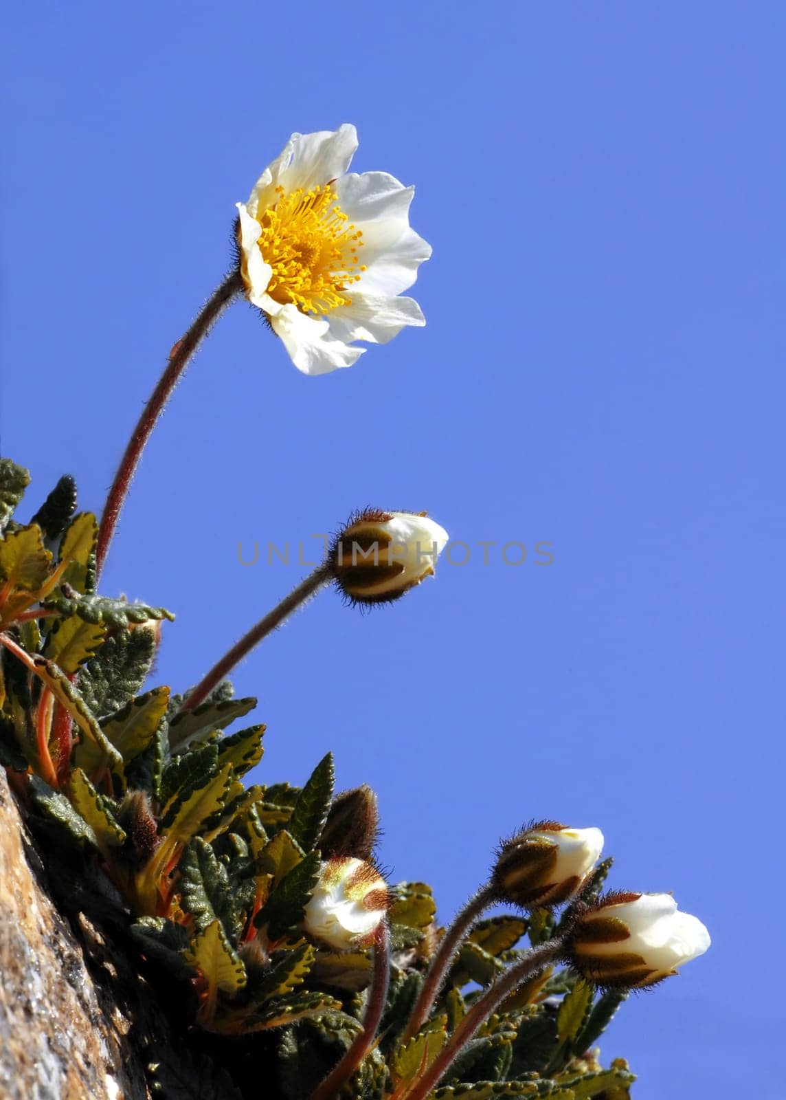 The silverroot is a landmark of the Alps and probably the most distinctive type of espalier shrub. The evergreen trellis shrub reaches heights of between five and 15 centimetres and can live up to 100 years. It has prostrate,woody