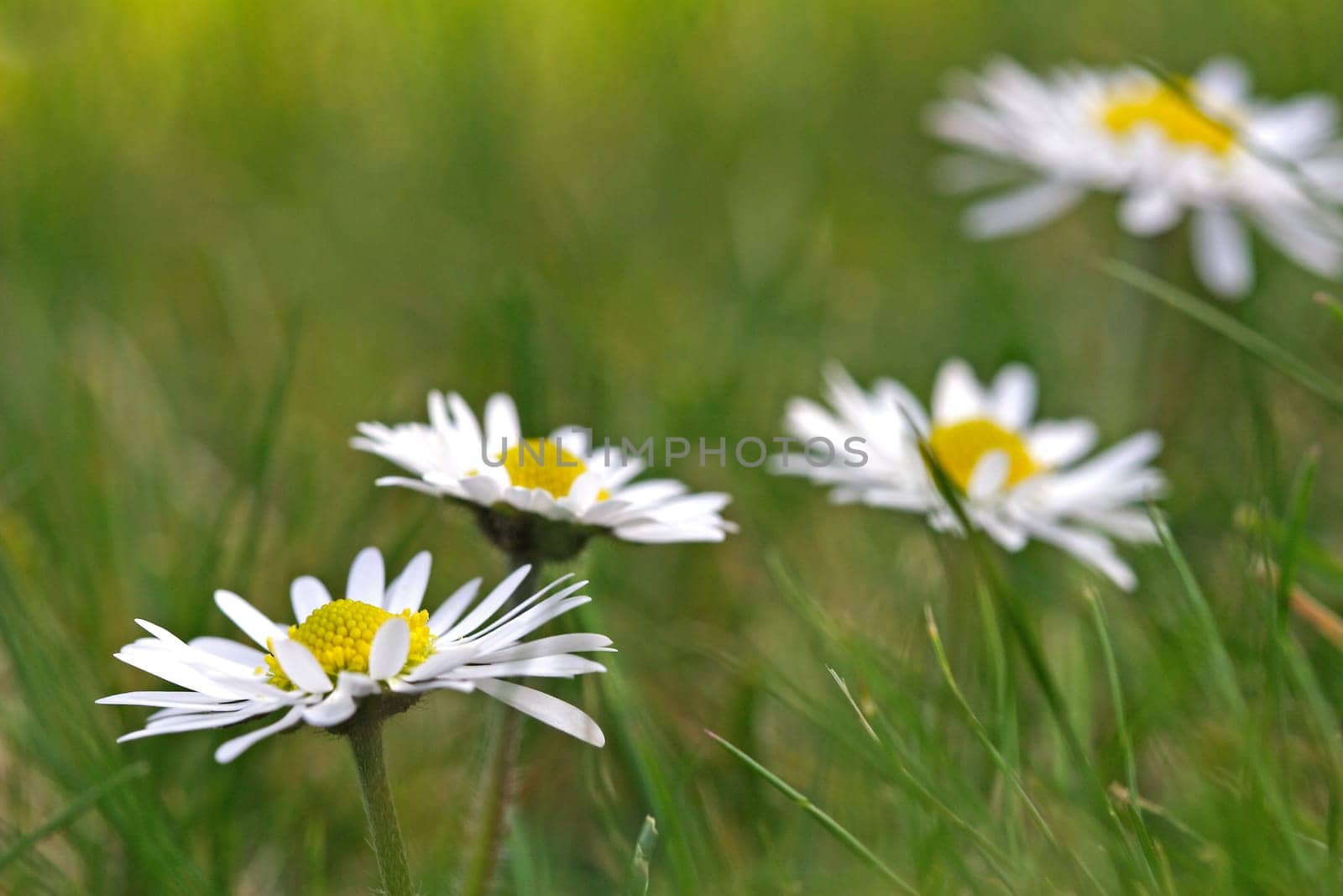 little beauties