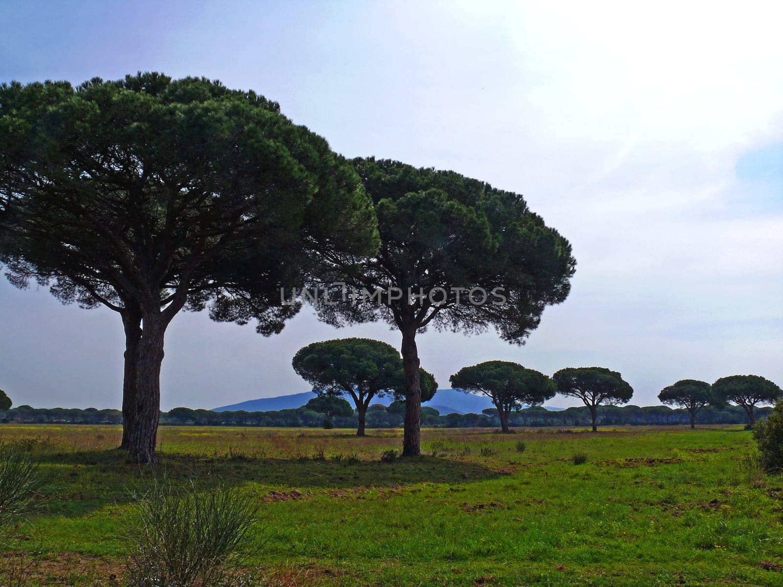 The "Maremma"" is a landscape on the west coast of central Italy. Its name derives from the Spanish term marisma (""swampy coastal land""). ""Maremma"" in the narrower sense refers to the flat,from the hill ranges of the Monti dell'Uccelin"