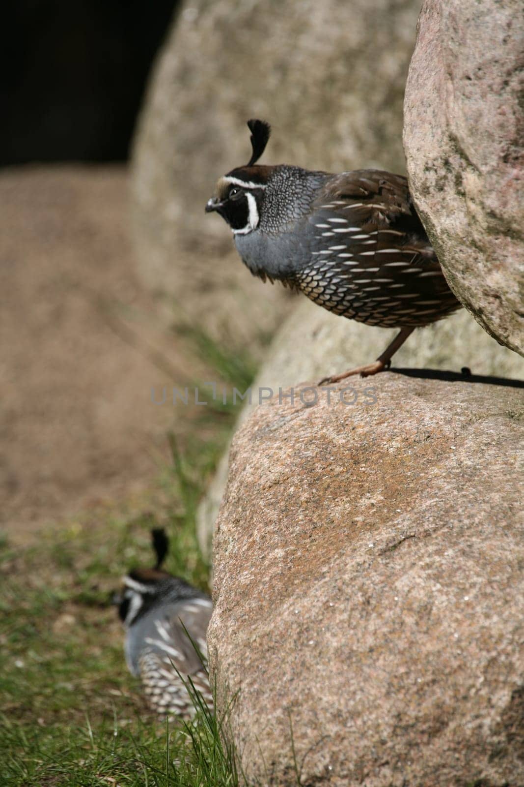 Callipepla californica