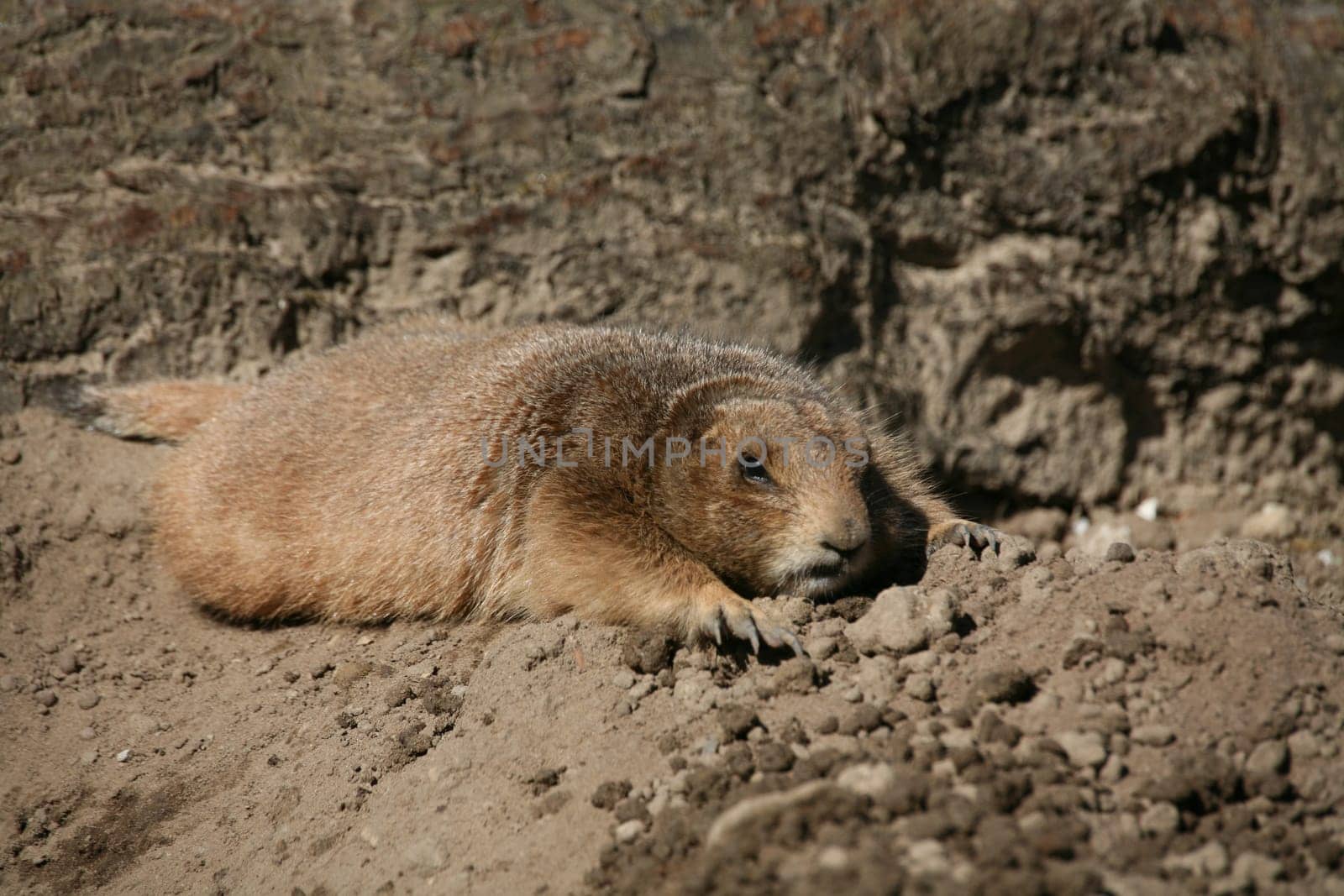 Prairie dog