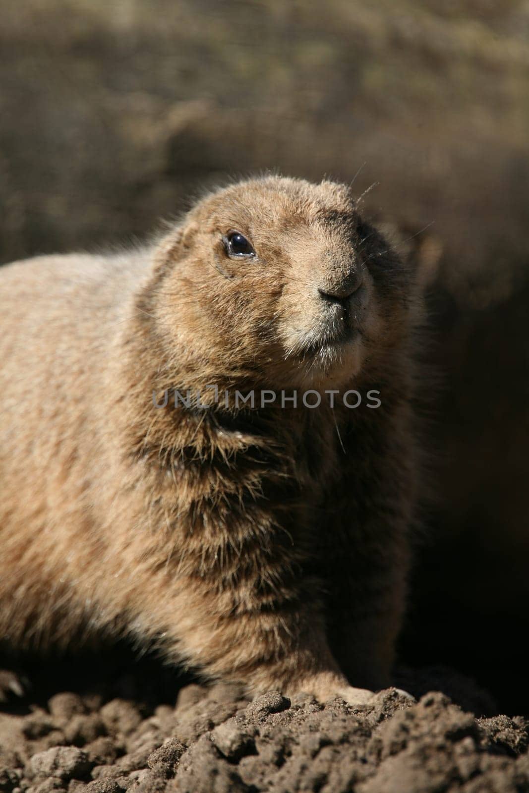 Prairie dog