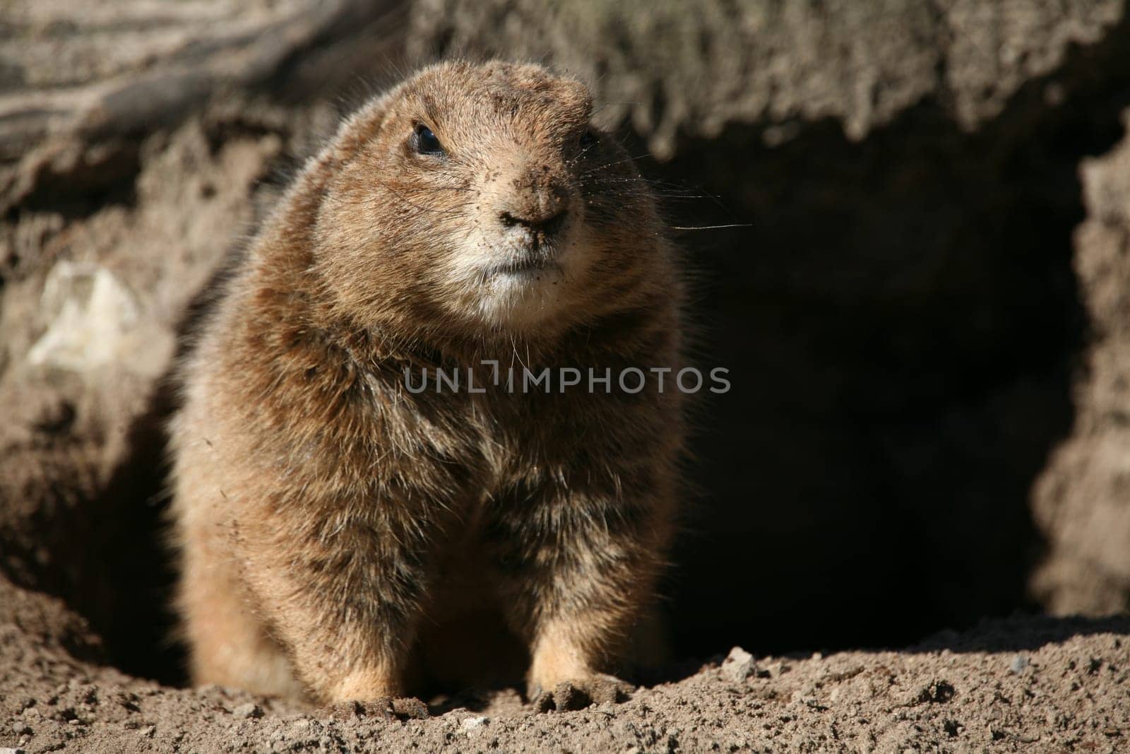 Prairie dog