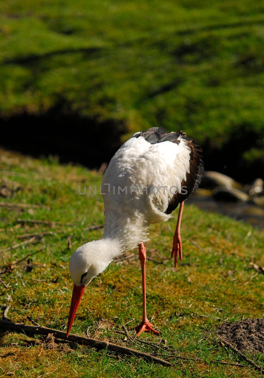 White Stork I