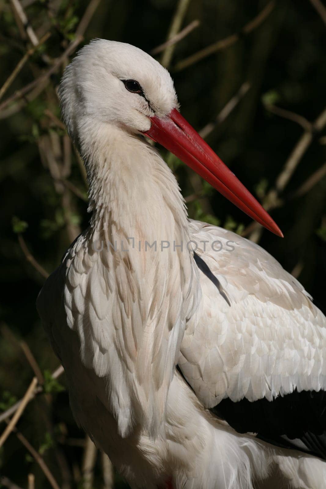 Portrait of a white stork