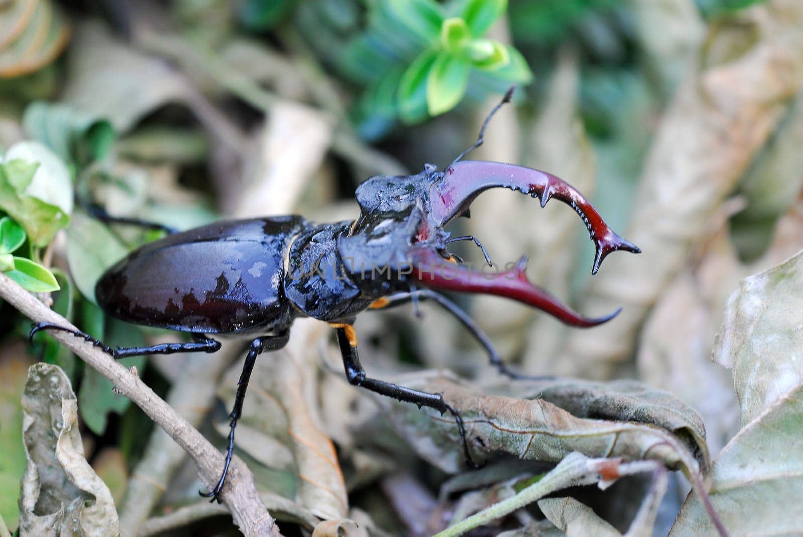 Stag beetle