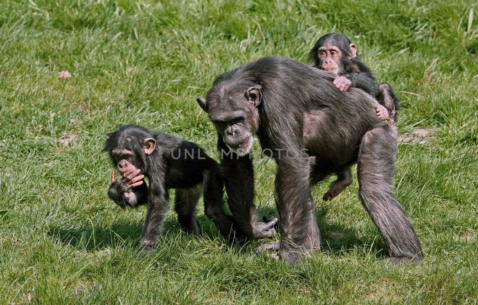 Family excursion