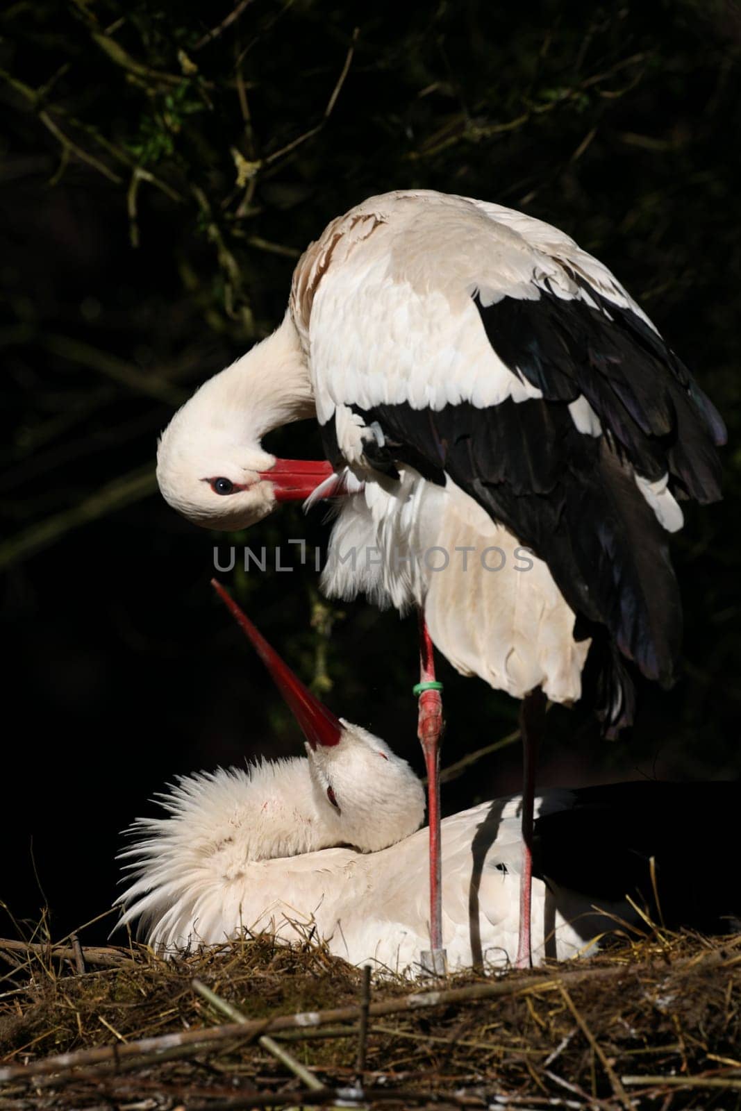 Pair of storks in their nest