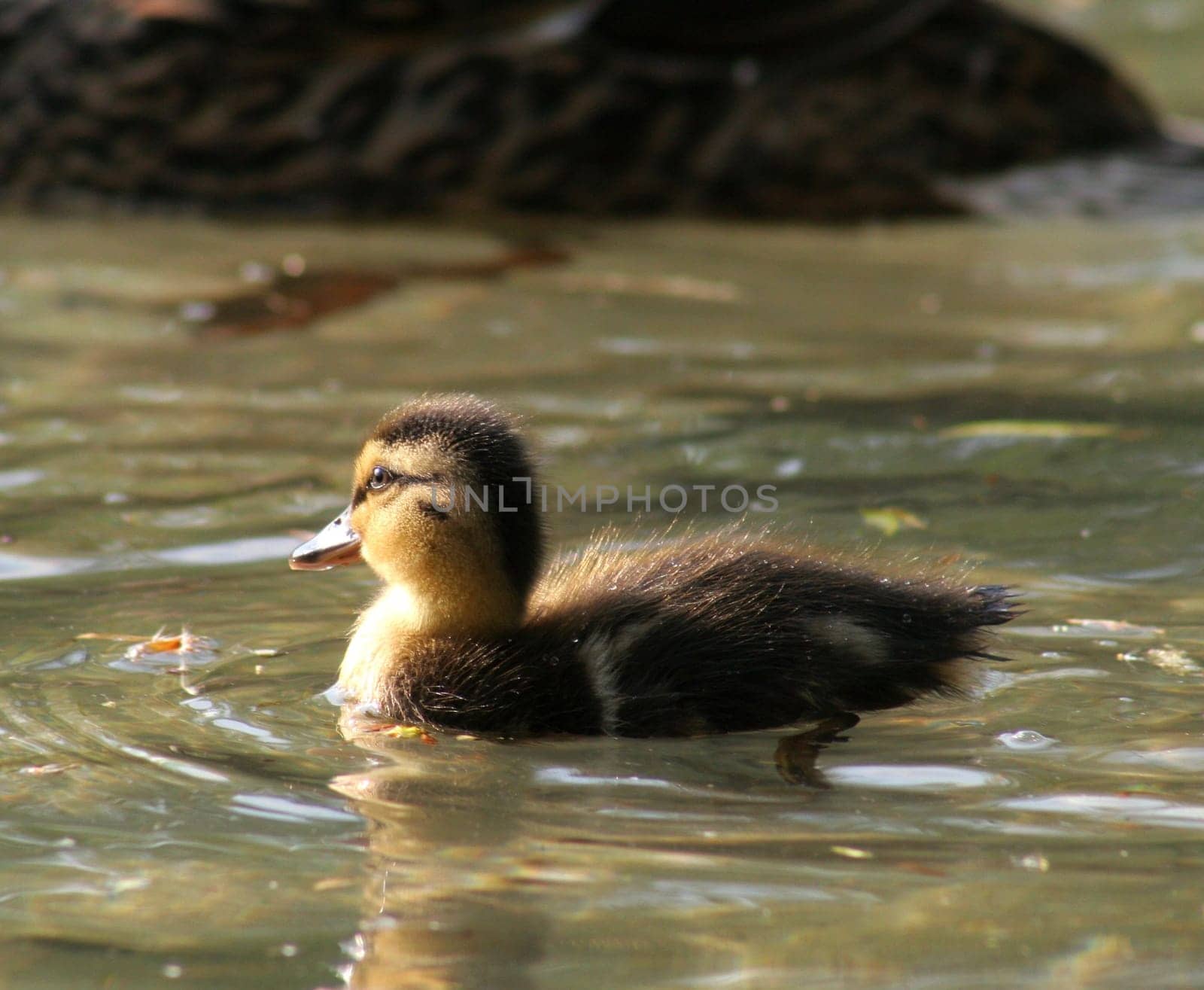 Freshly hatched....