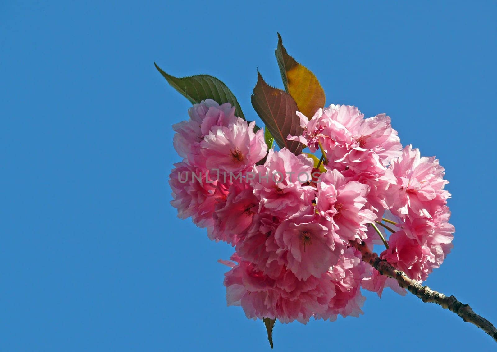 Blossoms of the Japanese blossom cherry (Prunus serrulata): In the first warm days of April,the Japanese blossom cherry begins to bloom profusely on my doorstep. The pink flowers are in dense racemes. They unfold their splendor for only a few T