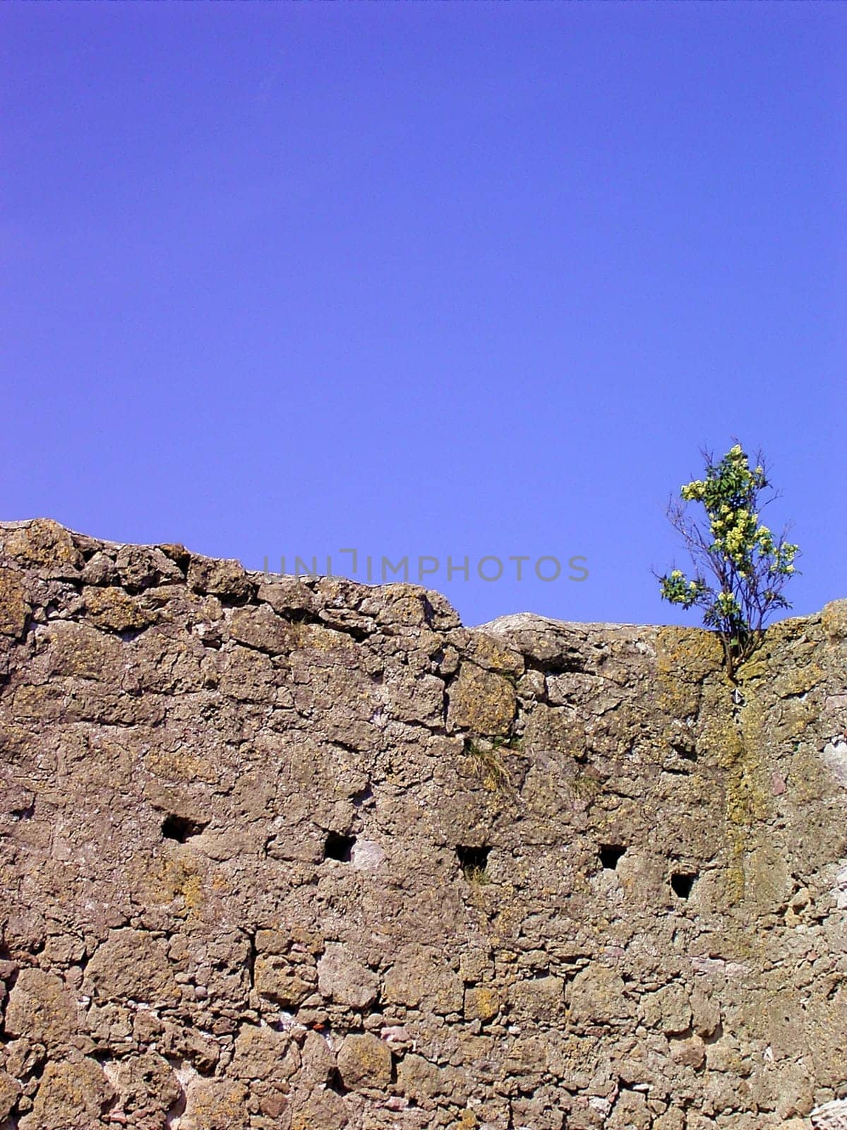 Wallflower 01