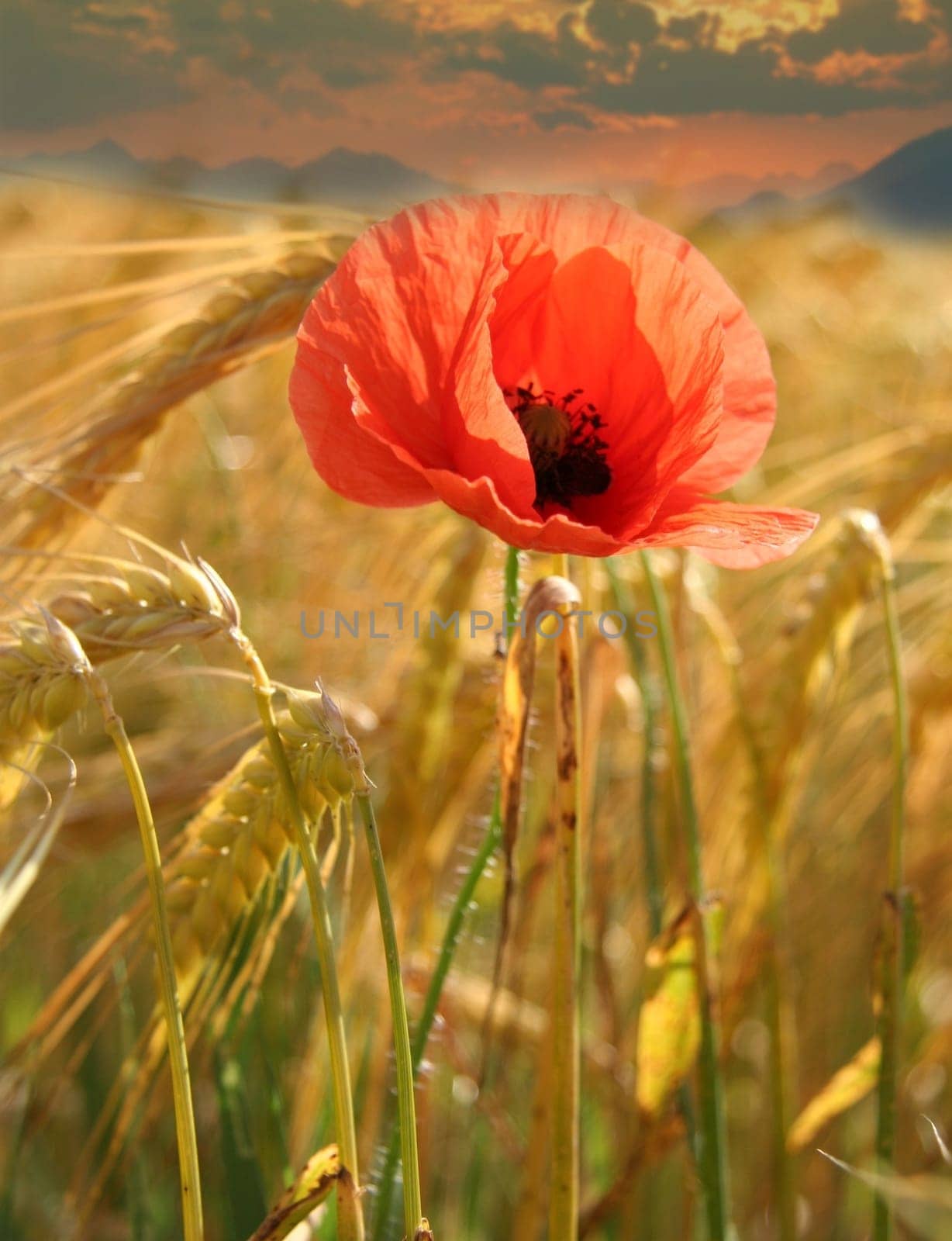 Poppy field