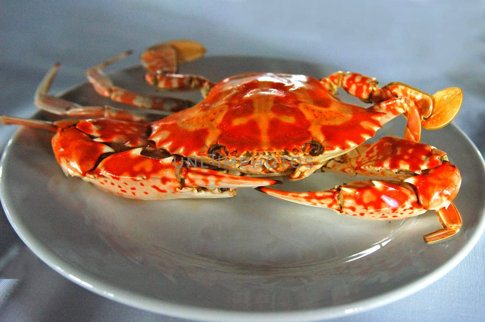 Edible crab