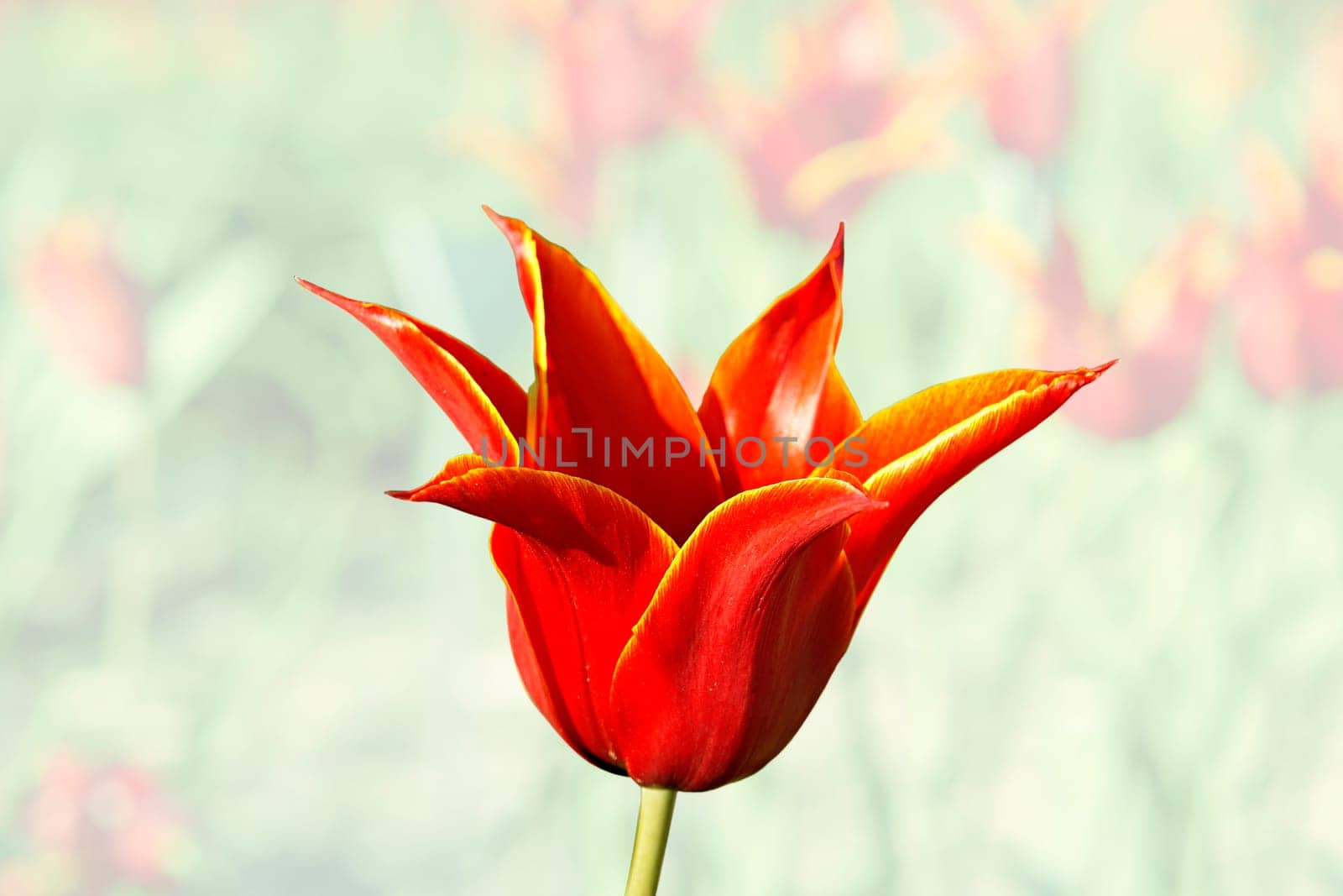 Tulip chalice - cropped