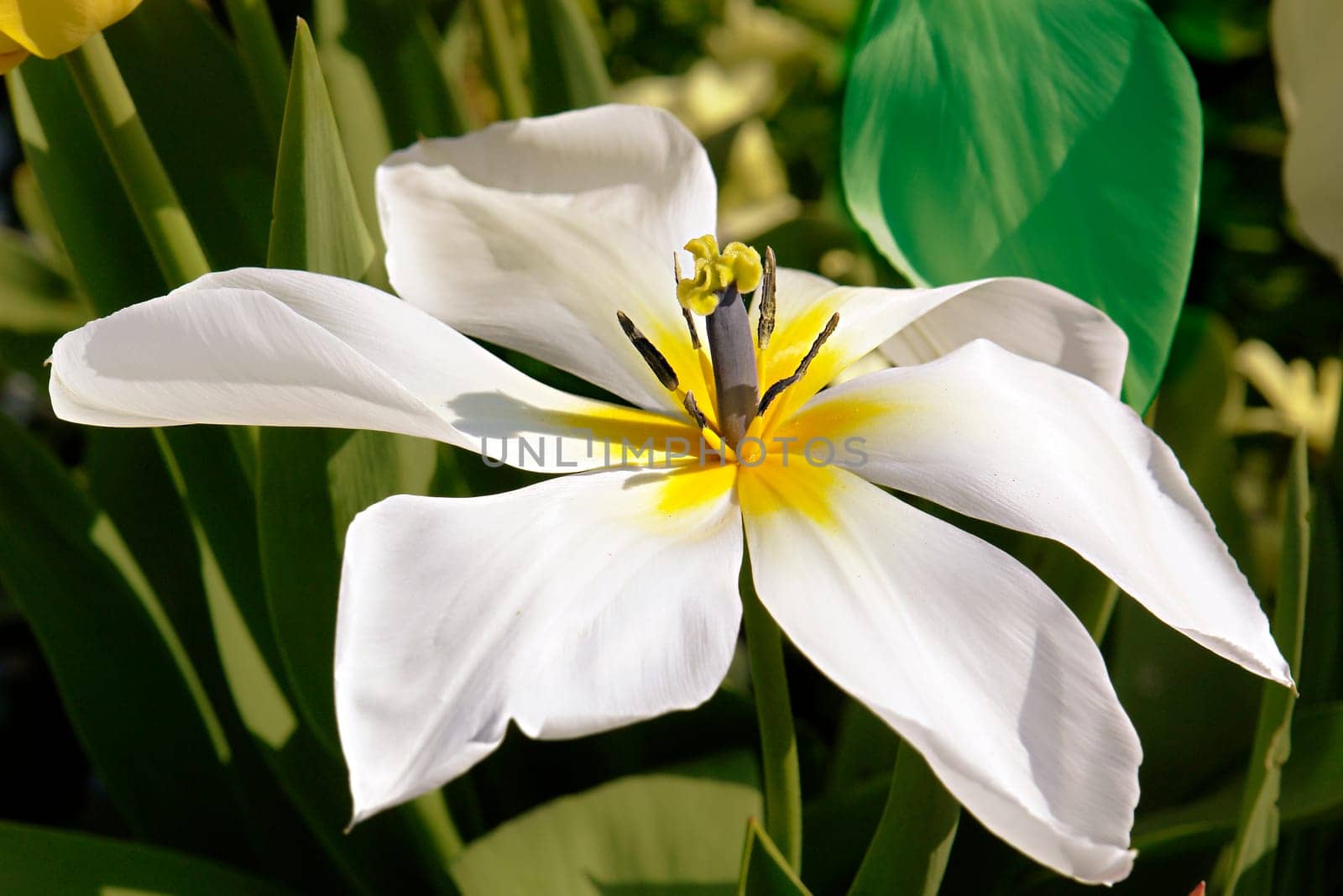 white tulip