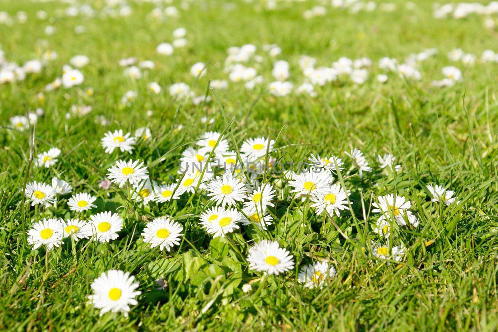 Flowering meadow