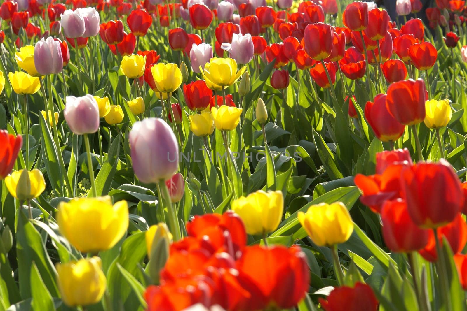 Tulips