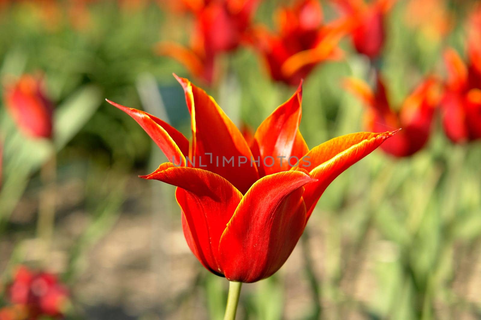 Tiger tulip