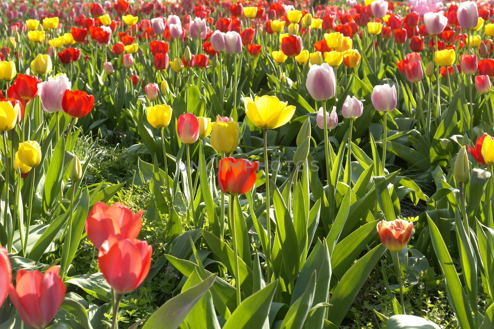 Sea of Tulips2