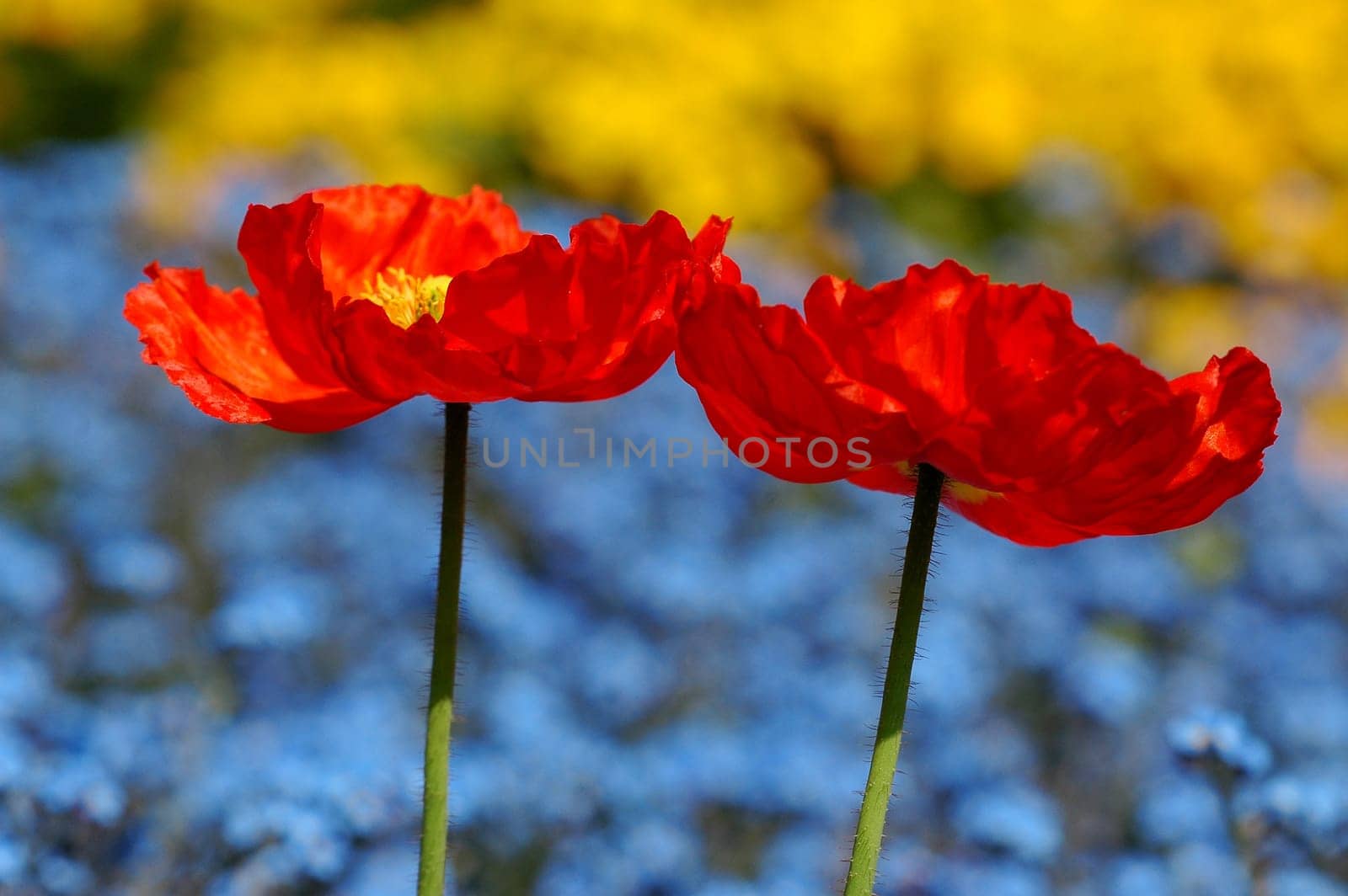 red-yellow-blue 1