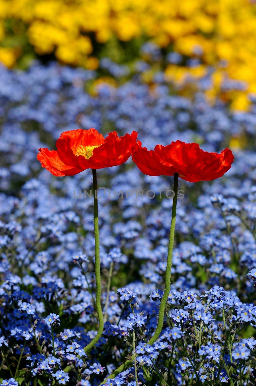 red-yellow-blue 2