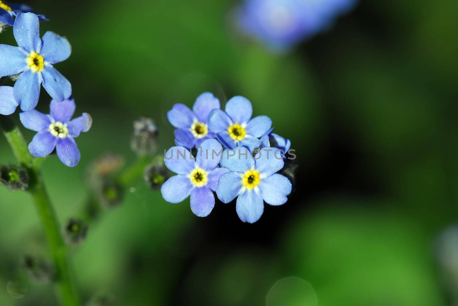 Forget-me-not 2