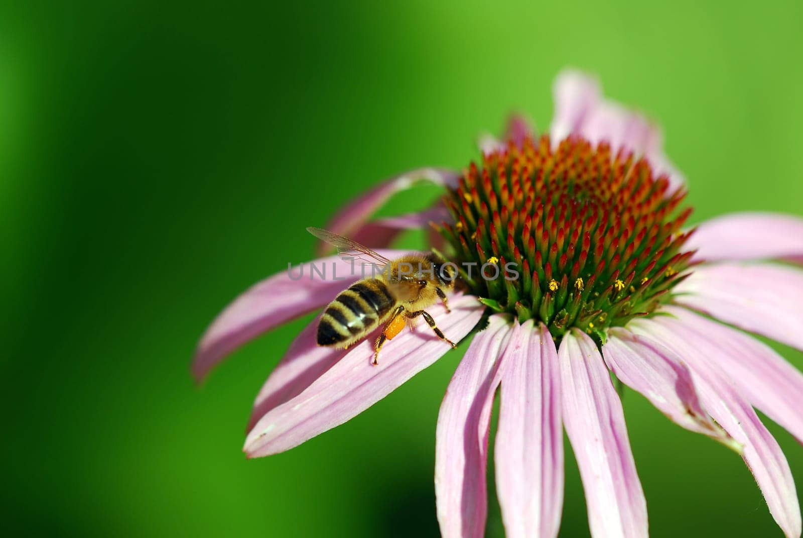 Bee on coneflower