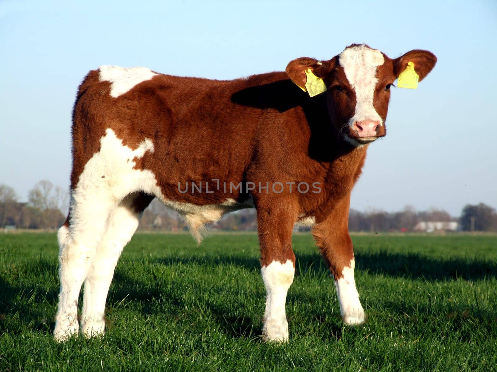 Calves