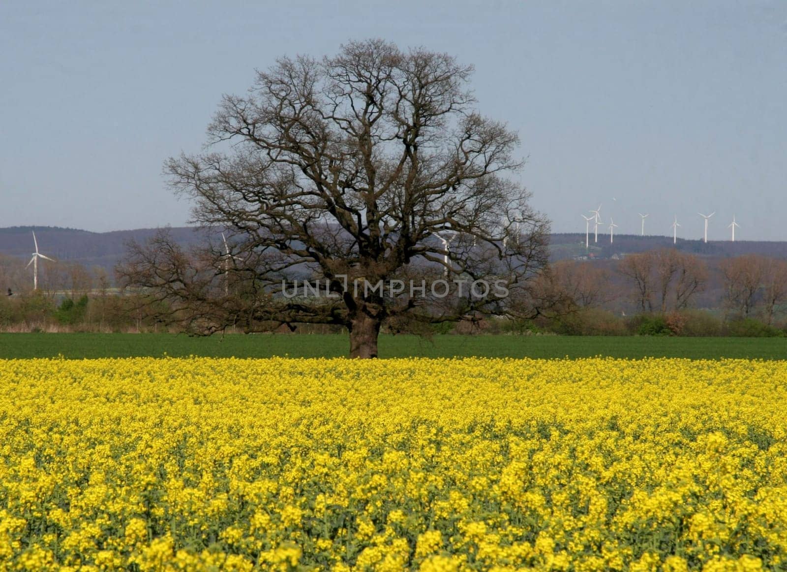 "My"" favorite tree in Bad Lippspringe.... unfortunately,it still needs some time before it sprouts leaves."