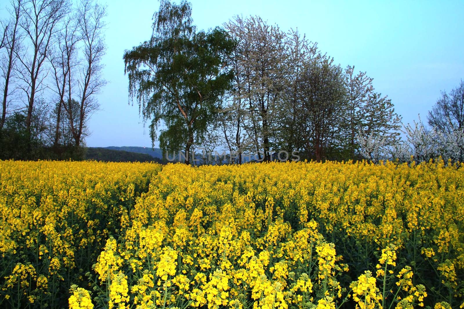 Rapeseed field at dusk