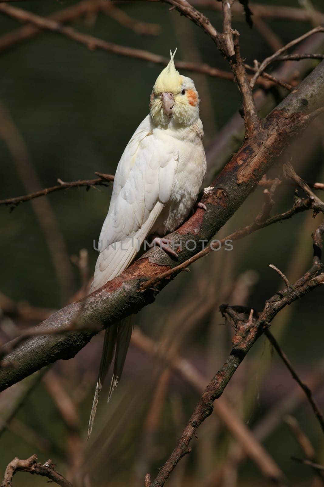 Nymph parakeet of the color stroke "Lutino"". Lutinos are cockatiels that completely lack the pigment eumelanin (gray,brown)."