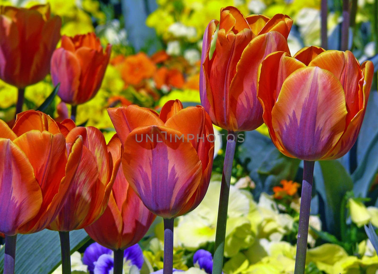 Our garden tulips are descended from the original tulips native to Persia,Afghanistan and Turkestan. Within about 400 years,tens of thousands of cultivars have emerged from these primeval tulips. A true spectacle of color is organized by the garden tulips in every color.