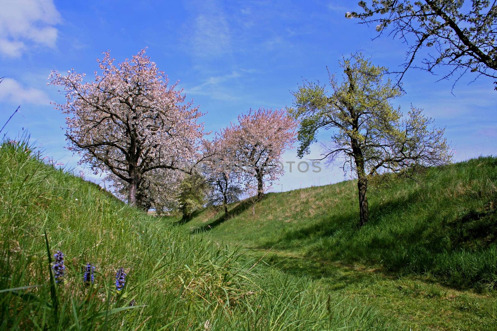 Cherry blossom