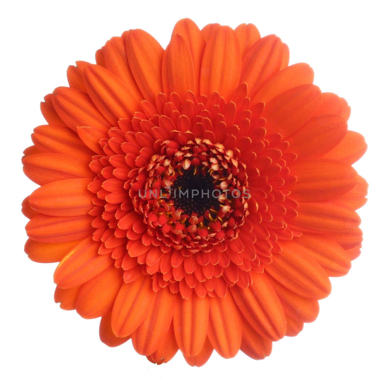 Red gerberas