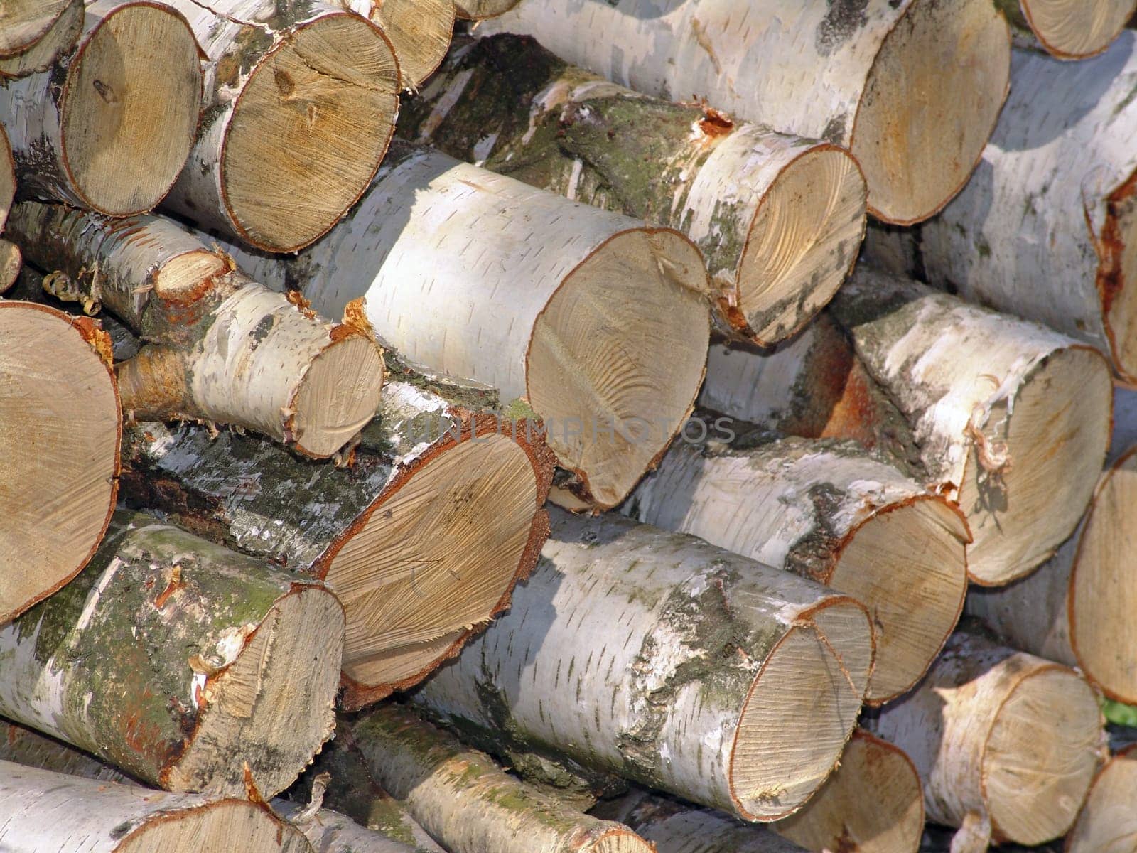 Birch