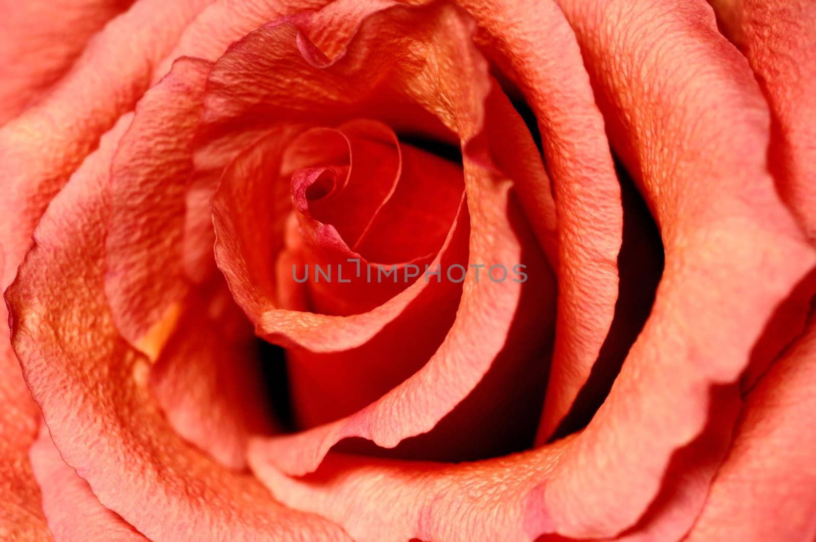 Silk rose