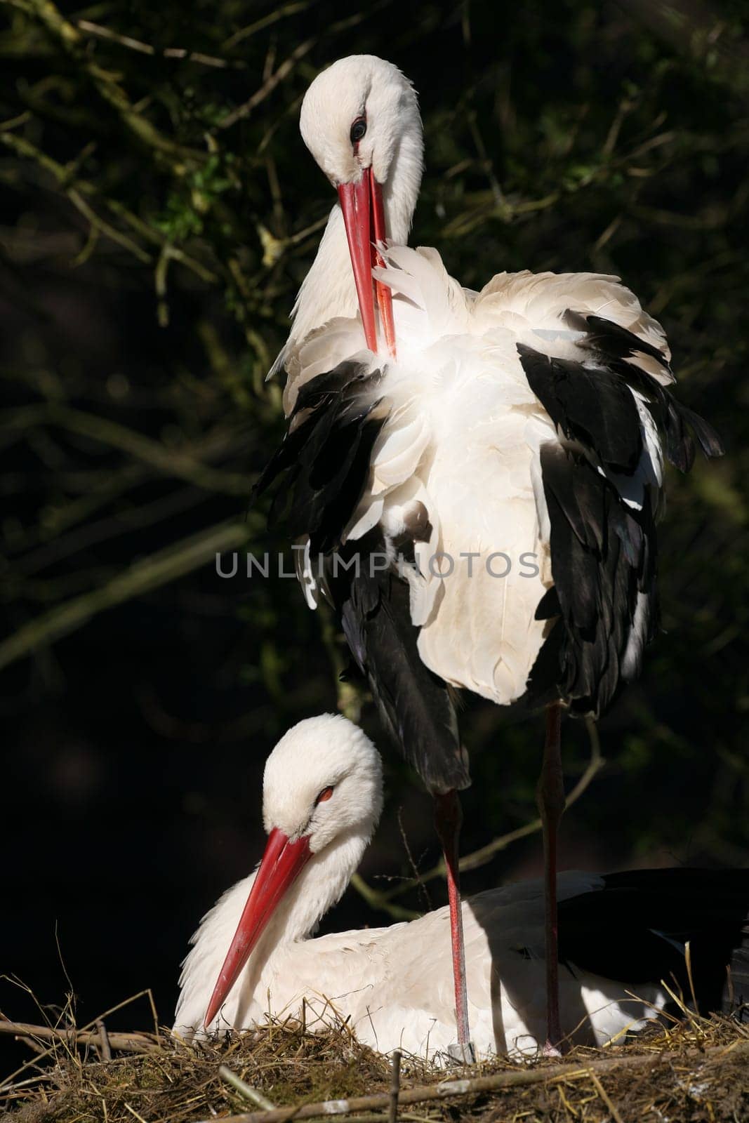 Pair of storks in their nest