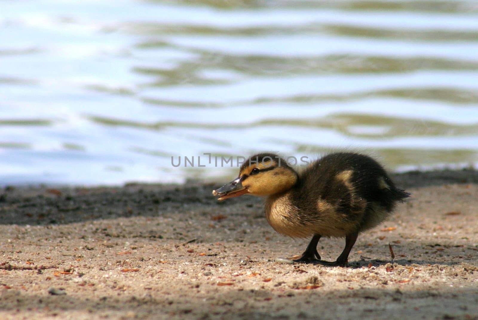 Freshly hatched....