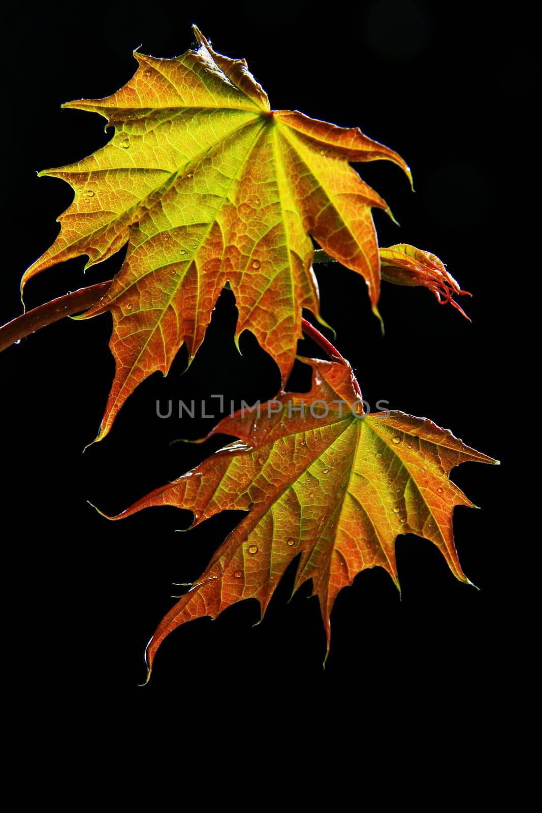 Young maple shoot