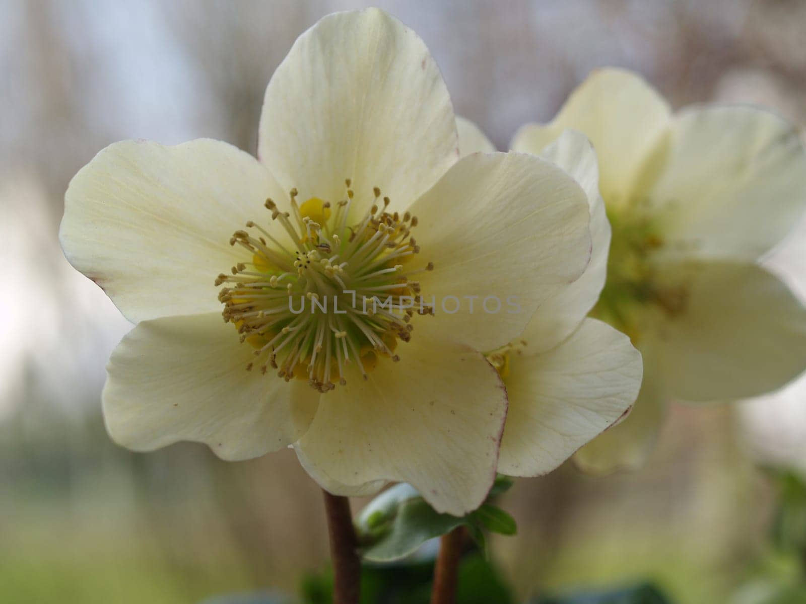 Christmas rose