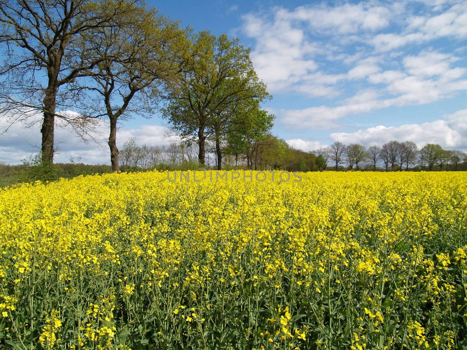 rapeseed