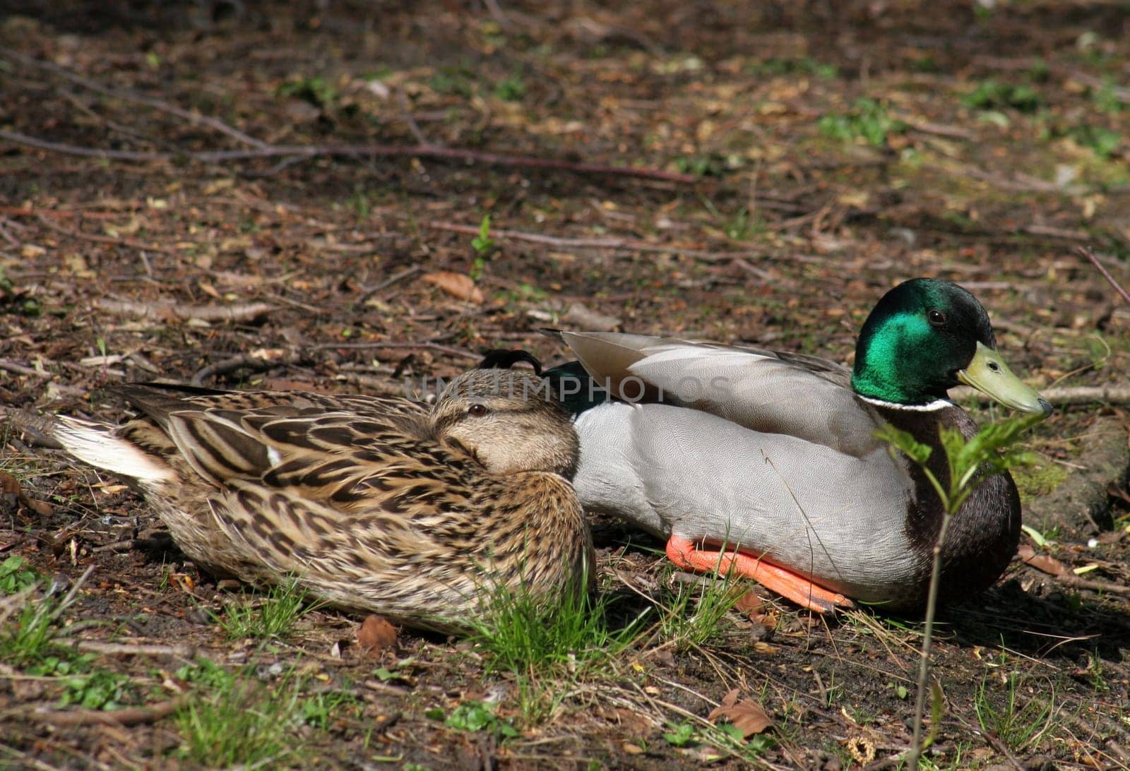 ... on the shore... always with a glance at the photographer... ...... The Mallard (Anas platyrhynchos) is a species of bird in the Anatidae family. It is our most famous wild duck and also the ancestral form of the domestic duck. She is called