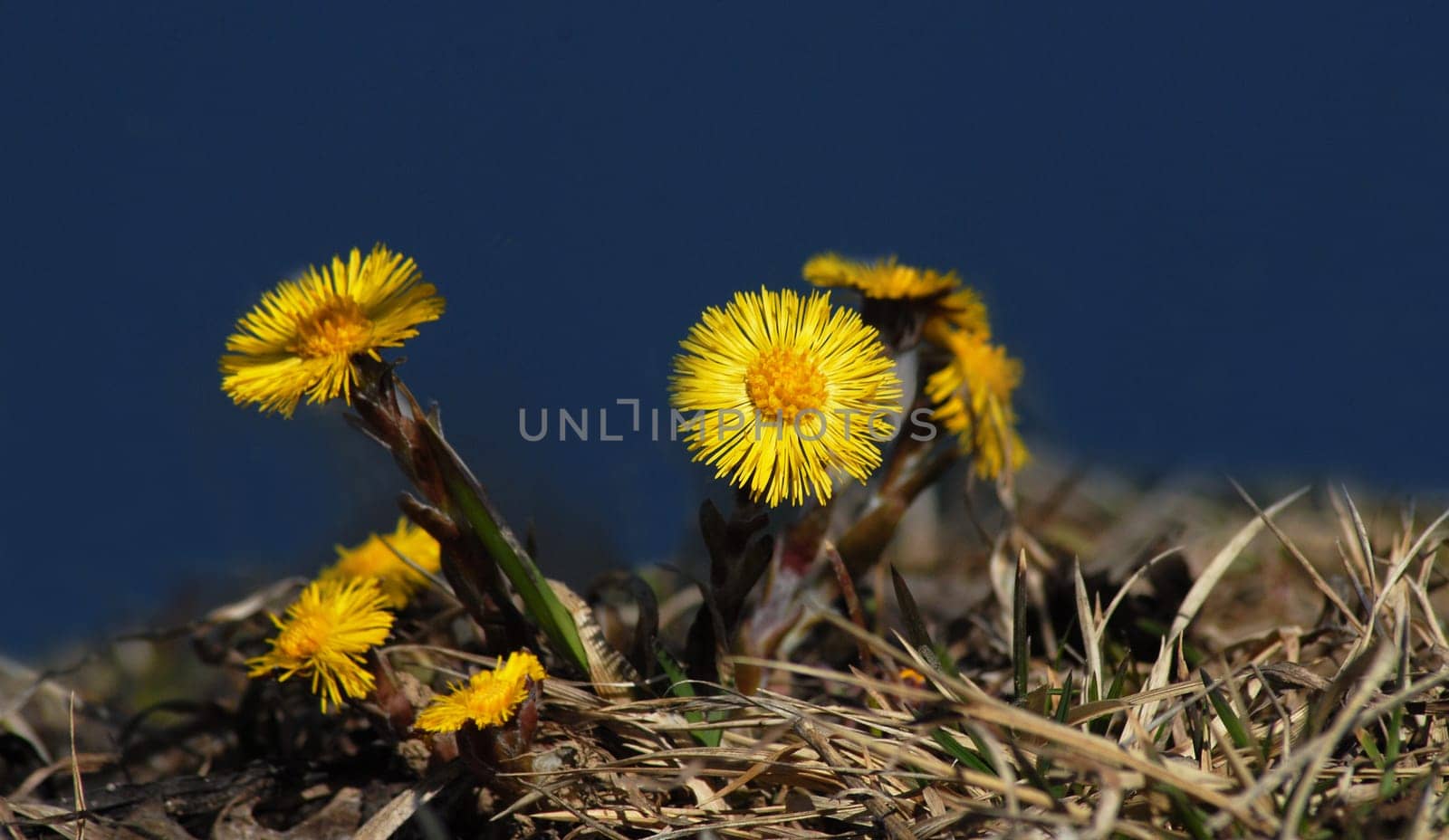 The goal of life is life itself----Johann Wolfgang von Goethe