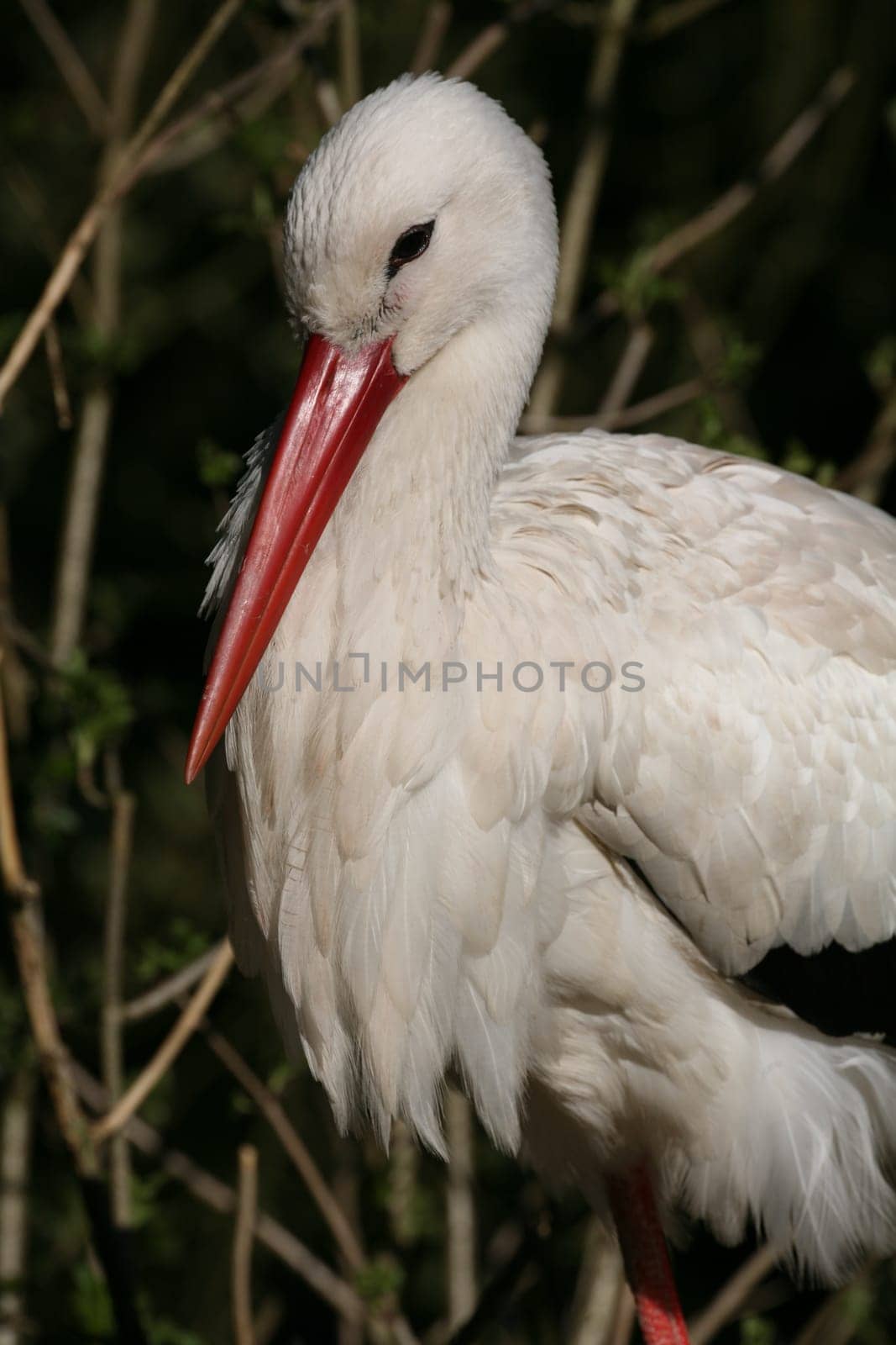 Ciconia ciconia